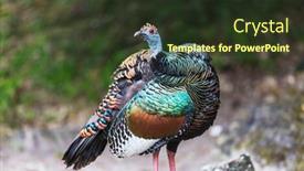  Presentation with turkey - Audience pleasing PPT layouts consisting of wild-ocellated-turkey-in-tikal backdrop and a tawny brown colored foreground