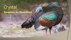 Presentation with america - PPT theme having wild-ocellated-turkey-in-tikal background and a tawny brown colored foreground