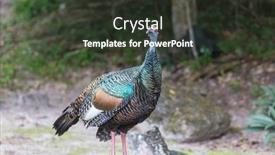  Presentation with turkey - Theme with wild-ocellated-turkey-in-tikal background and a tawny brown colored foreground