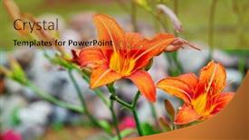  Presentation with wild flower - Presentation featuring wild-orange-lily-flower background and a gold colored foreground
