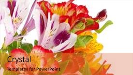  Presentation with white flowers of jasmine - Presentation theme consisting of wild orchid - alstroemeria flowers isolated on white background and a gold colored foreground