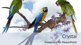  Presentation with parrots - Beautiful presentation design featuring wild orchid - colorful macaw parrots perching backdrop and a light blue colored foreground