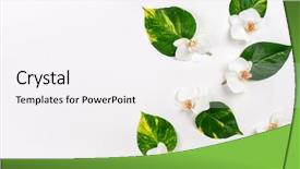  Presentation with wild flower - Theme enhanced with wild orchid - composition with fresh tropical leaves background and a sky blue colored foreground
