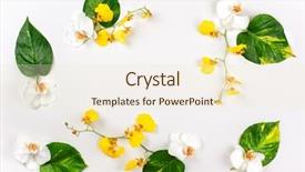  Presentation with wild flower - Amazing presentation having wild orchid - composition with fresh tropical leaves backdrop and a cream colored foreground