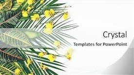  Presentation with wild flower - Presentation with wild orchid - composition with fresh tropical leaves background and a cool aqua colored foreground