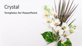  Presentation with wild flower - Presentation theme having wild orchid - composition with fresh tropical leaves background and a sky blue colored foreground