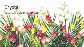  Presentation with wild flower - Audience pleasing presentation theme consisting of wild orchid - composition with fresh tropical leaves backdrop and a white colored foreground