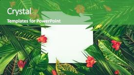  Presentation with wild flower - Colorful slides enhanced with wild orchid - composition with fresh tropical leaves backdrop and a shamrock green colored foreground