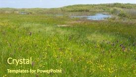  Presentation with wild sex - Colorful PPT theme enhanced with wild orchid between yellow buttercups backdrop and a  colored foreground