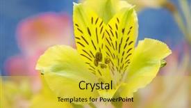  Presentation with plant - Presentation theme enhanced with wild orchid flowers close-up background and a  colored foreground