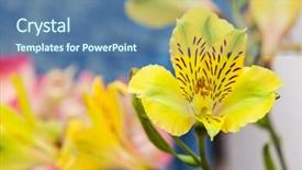  Presentation with tiger orchid close up petal - Slides consisting of wild orchid flowers close-up background and a  colored foreground