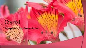  Presentation with tiger orchid close up petal - Slides featuring wild orchid flowers close-up background and a  colored foreground