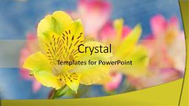  Presentation with tiger orchid close up petal - Colorful theme enhanced with wild orchid flowers close-up backdrop and a  colored foreground