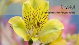  Presentation with tiger orchid close up petal - Slides featuring wild orchid flowers close-up background and a  colored foreground