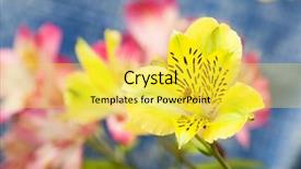  Presentation with orchid - Colorful presentation theme enhanced with wild orchid flowers close-up backdrop and a yellow colored foreground