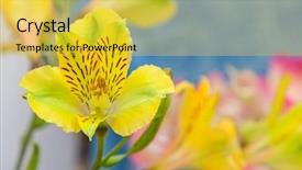  Presentation with tiger orchid close up petal - Colorful slide deck enhanced with wild orchid flowers close-up backdrop and a  colored foreground