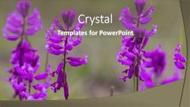  Presentation with czech republic - PPT theme having wild-orchid-in-white-carpathian background and a violet colored foreground