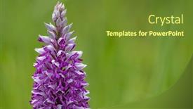  Presentation with czech republic - Slide deck with wild-orchid-in-white-carpathian background and a tawny brown colored foreground