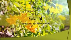  Presentation with summer flowers - Presentation design having wild orchids flowers in green background and a yellow colored foreground