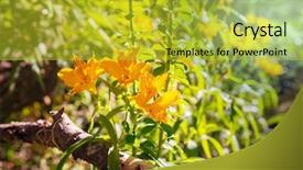  Presentation with summer flowers - Audience pleasing presentation design consisting of wild orchids flowers in green backdrop and a yellow colored foreground