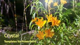  Presentation with summer flowers - Presentation theme consisting of wild orchids flowers in green background and a tawny brown colored foreground