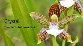  Presentation with orchids - Beautiful presentation featuring orchids from mount roraima venezuela backdrop and a gold colored foreground