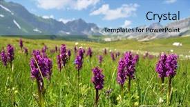  Presentation with orchids - Audience pleasing presentation theme consisting of linden tea in a cup on a wooden background around scattered fragrant flowers view from above backdrop and a coral colored foreground