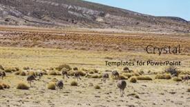  Presentation with savannah - Slide set featuring wild-ostrich-in-savannah-south background and a coral colored foreground