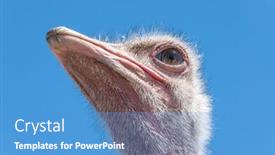  Presentation with safari - Amazing presentation design having wild-ostrich-poses-during backdrop and a  colored foreground