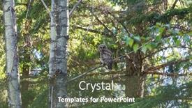  Presentation with forest - Presentation design having wild-owl-on-the-tree background and a tawny brown colored foreground
