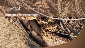 Presentation with los angeles - Amazing presentation design having wild-pacific-gopher-snake-moving backdrop and a tawny brown colored foreground
