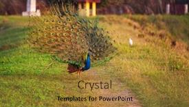  Presentation with peacock - Theme enhanced with wild-peacock-in-sri-lanka background and a gold colored foreground
