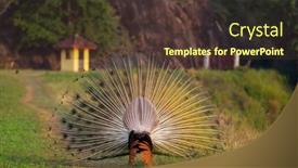  Presentation with peacock - Slides enhanced with wild-peacock-in-sri-lanka background and a tawny brown colored foreground
