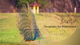  Presentation with peacock - Theme enhanced with wild-peacock-in-sri-lanka background and a yellow colored foreground