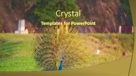  Presentation with peacock - Slides enhanced with wild-peacock-in-sri-lanka background and a tawny brown colored foreground