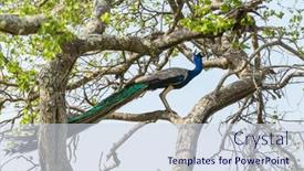  Presentation with peacock - Slide set with wild-peacock-in-sri-lanka background and a sky blue colored foreground