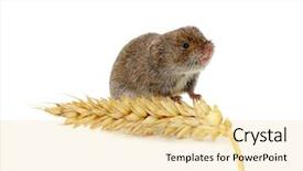  Presentation with ear - Colorful PPT theme enhanced with wild pet - mouse isolated on a white backdrop and a blonde colored foreground