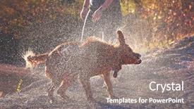  Presentation with vintage retro - Beautiful PPT theme featuring wild pet - pretty dog playing backdrop and a gray colored foreground