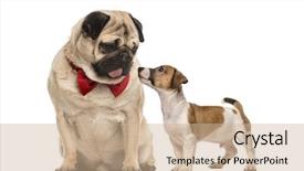  Presentation with dachshund - PPT layouts having wild pet - pug with bow tie looking background and a soft green colored foreground