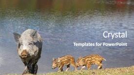  Presentation with pig - Audience pleasing PPT layouts consisting of wild pig and piglets walking by the lake backdrop and a gray colored foreground