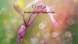  Presentation with sunshine flower - Slides consisting of wild pink flower under the sunshine background and a soft green colored foreground