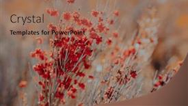  Presentation with season - Slides consisting of wild-plant-with-red-berries background and a coral colored foreground