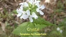  Presentation with white flowers - Presentation featuring wild-plant-with-small-white background and a tawny brown colored foreground