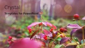  Presentation with season - PPT theme consisting of wild-plants-in-the-forest background and a coral colored foreground