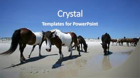  Presentation with maryland - Audience pleasing theme consisting of wild ponies of assateague island backdrop and a  colored foreground