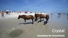  Presentation with maryland - PPT layouts featuring wild ponies of assateague island background and a  colored foreground