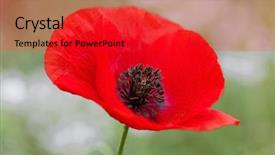  Presentation with anzac - PPT theme with wild poppies - remembrance day anzac background and a red colored foreground