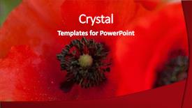  Presentation with anzac day - PPT layouts enhanced with wild poppies - remembrance day anzac background and a crimson colored foreground