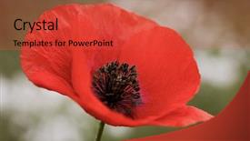  Presentation with anzac - Amazing slide deck having wild poppies - remembrance day anzac backdrop and a red colored foreground