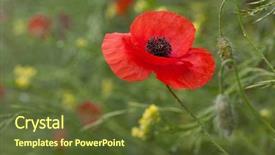  Presentation with anzac - Slide deck with wild poppies - remembrance day anzac background and a tawny brown colored foreground
